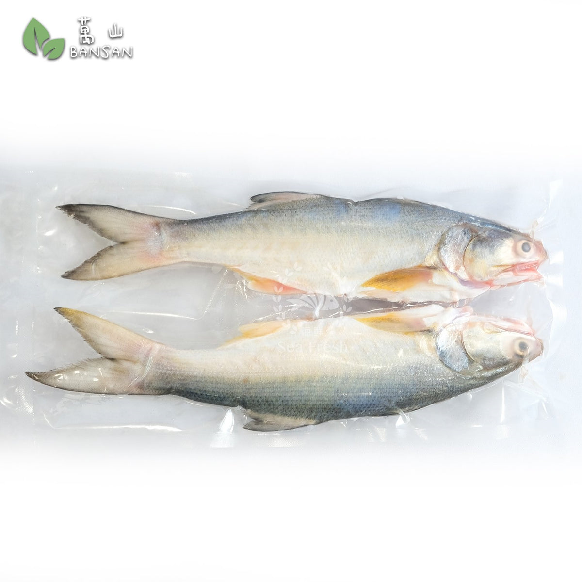 Threadfin (Ma Yau) 马友鱼 (+/1kg) Bansan Penang