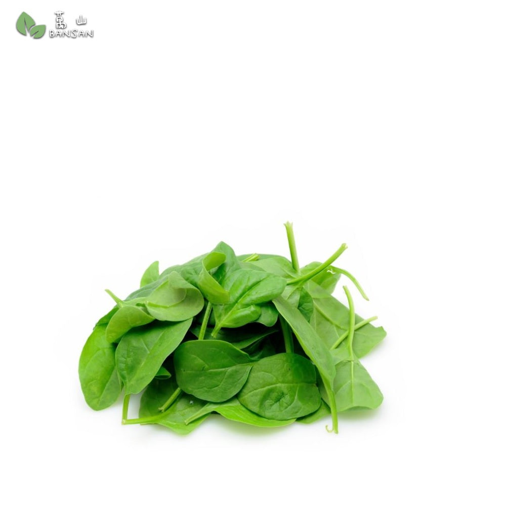 Baby Spinach (1 pack) - Bansan Penang