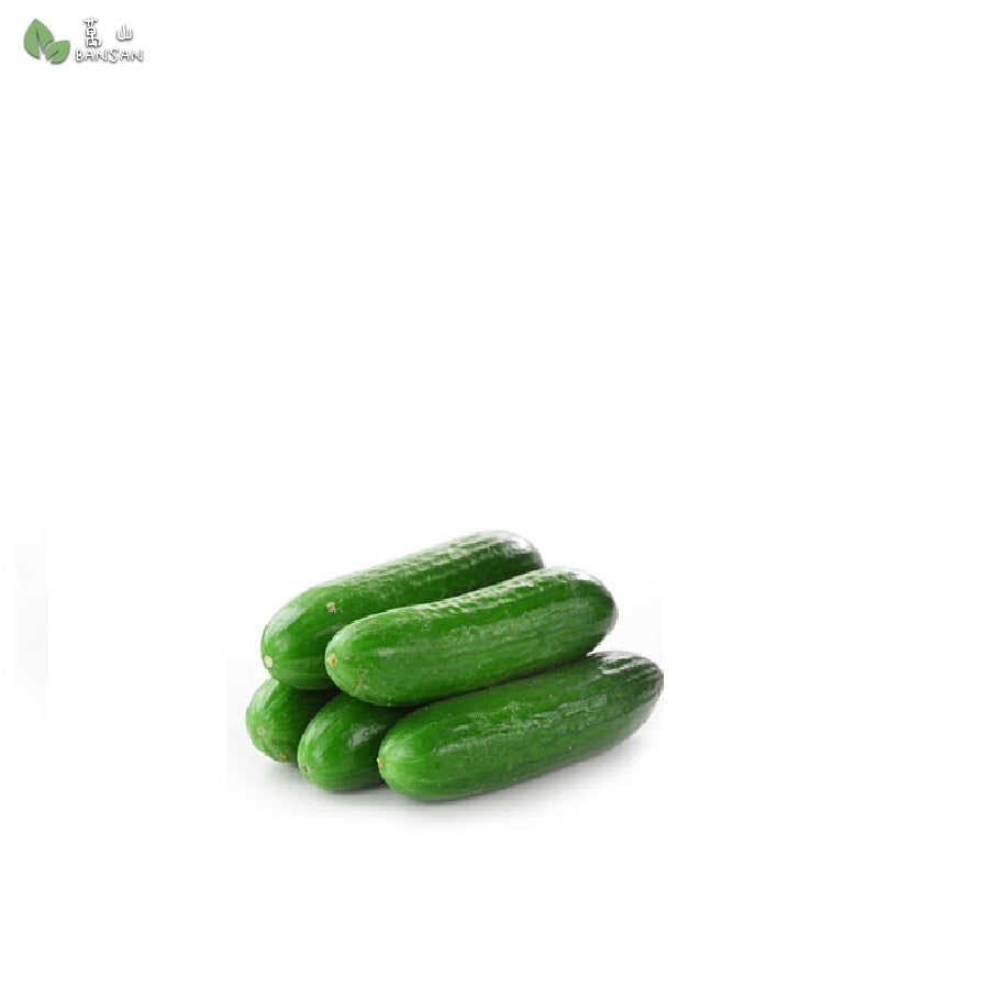 Baby Cucumber 小青瓜 (4/ 5 pcs) (1 pack) - Bansan Penang