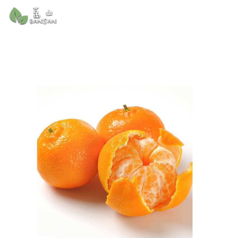 SA Mandarin Orange 小甘 (800g) - Bansan Penang