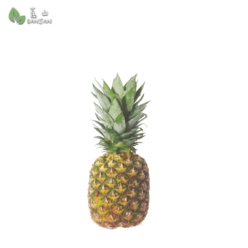 Premium Pineapple  (+/-1.5kg) - Bansan Penang