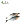 Kampung Fish (+/-1kg) - Bansan by Spiffy Ventures (002941967-W)