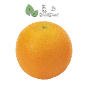 EGYPT Valencia Orange 埃及水橙 (8 Pcs) - Bansan Penang