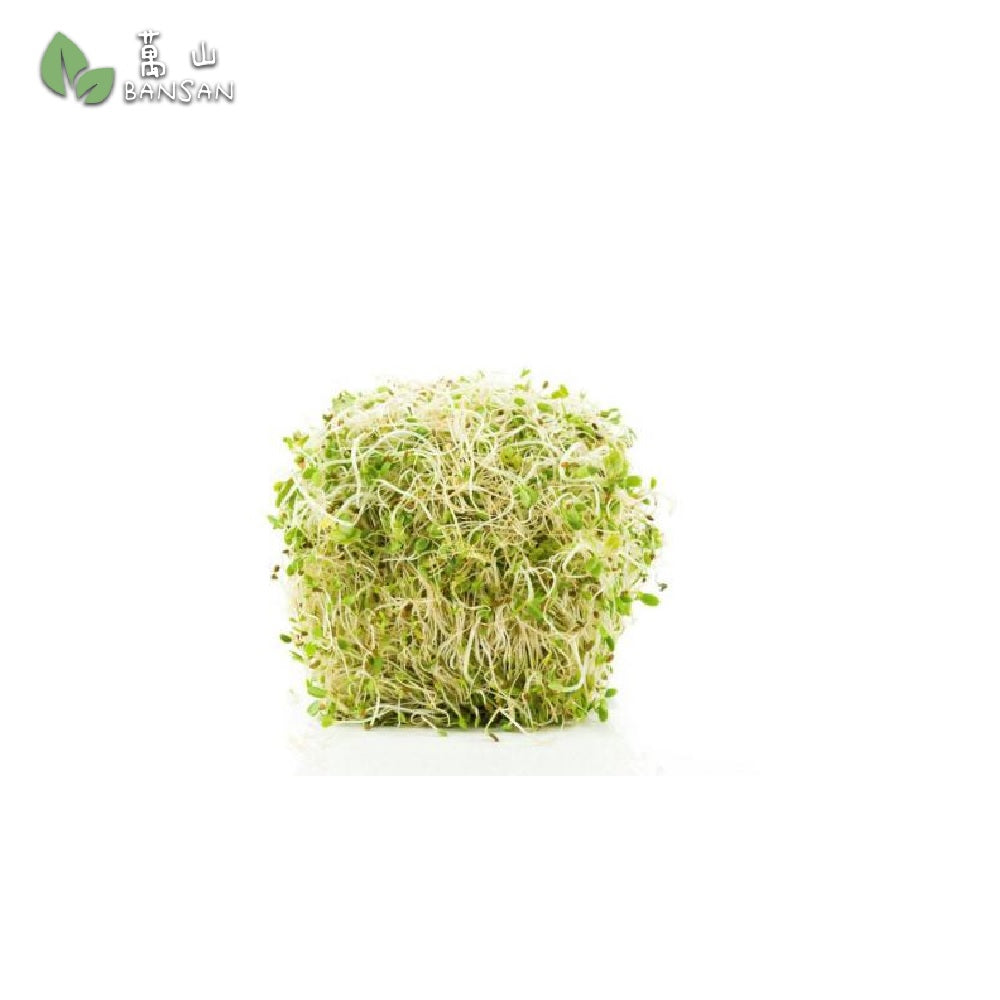 Alfalfa Sprouts Prepack (125g) - Bansan Penang