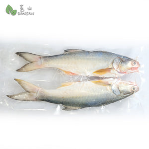 Threadfin (Ma Yau) 马友鱼 (+/-1kg) - Bansan Penang