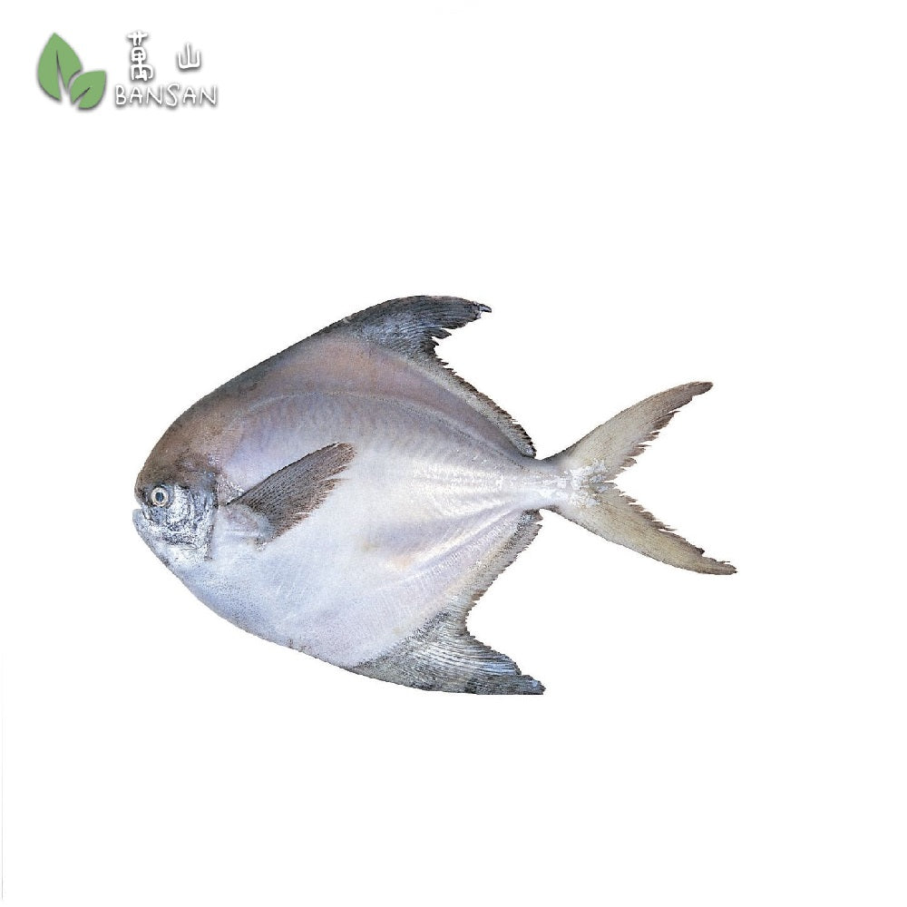 White Pomfret 白鲳鱼 (+/-1kg) (L size) - Bansan Penang