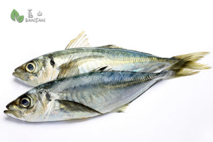 Horse Mackerel Fish (+/-1kg) - Bansan Penang