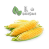 Corn 玉米 (1 Pc) - Bansan Penang