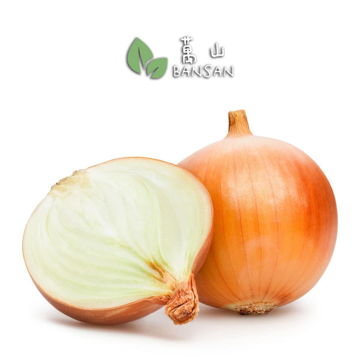 Holland White Onion 荷兰白洋葱 (±1 kg) - Bansan Penang