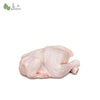 Fresh Whole Kampung Chicken 新鲜全菜鸡 (+/-1.4kg - 1.6kg) - Bansan Penang