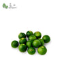 Small Lime/ Calamansi Lime (+/-100g) - Bansan Penang